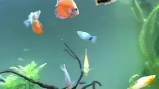 پادشاه آکواریوم