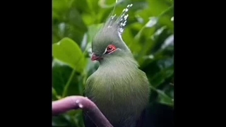 ترانه: میمونم منتظر تو