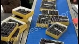 کانوایر مدولار Modular belt conveyor