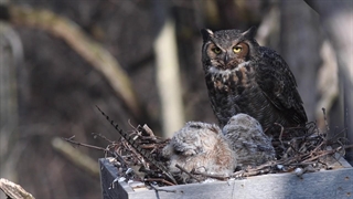 لانه جغد شاخدار بزرگ