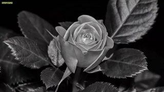 V - Rainy Days [MV] زیرنویس فارسی چسـبیده