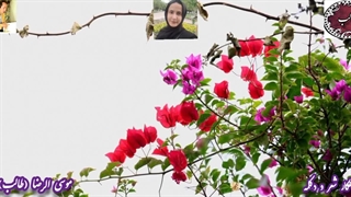 غزل عاشقانه شعبده زلف یار طالب | صدای دلکش حورا سادات علویان