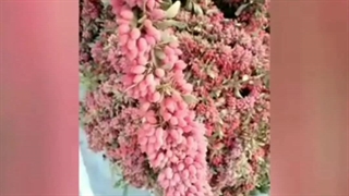 تفاوت زرشک پفکی صادارتی ، زرشک اناری و زرشک زیر تالاری