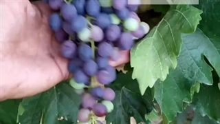 انگور فیلیم سیدلس نهال باما