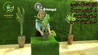 روش نگهداری موز پاکوتاه (0 تا 100 نگهداری موز کاوندیش)|سانا گل