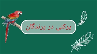 پرکنی در پرندگان - پرکنی پرنده با پرریزی پرنده متفاوت است.