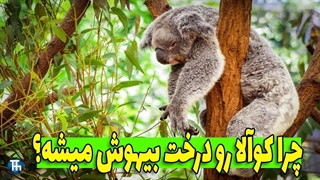 کوآلا ها چرا انقدر خستن؟ | چرا کوالا همش آویزونه؟