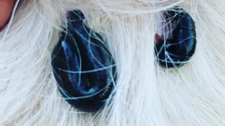 زالودرمانی و درمان بیماری سگ  |صنعت زالو ایران