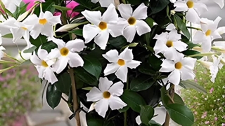 معرفی عکس اسم انواع بهترین زیباترین گل های هر گیاه نماد چیه یاسمن بنفشه مریم رز قرمز آفتابگردان زنبق ارکیده گیاهان آپارتمانی