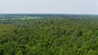 چوب بران باتلاق 1 دی 1402