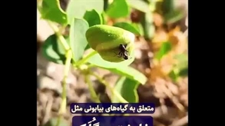 کشت هندوانه بدون نیاز به آبیاری