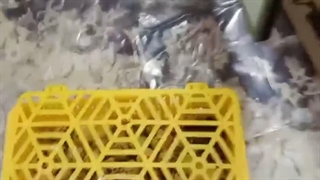 آموزش جوجه کشی بلدرچین