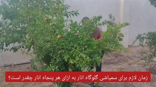 سمپاشی درختان انار با سم کرم گلوگاه انار بادرام تاج چقدر طول می کشد؟