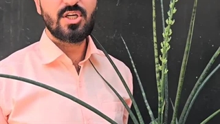 آیا باید گل گیاهان آپارتمانی را جدا کنیم؟